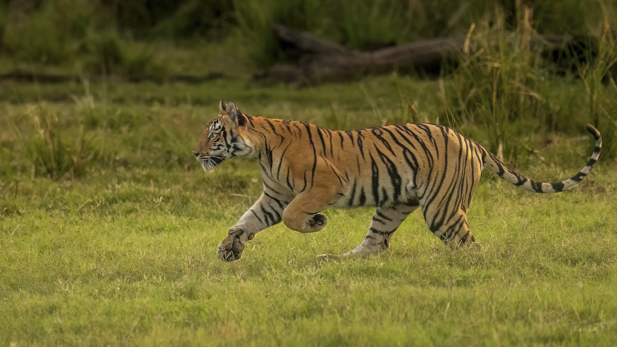 India Tiger Photography Tour – Umred & Tadoba gallery image 4